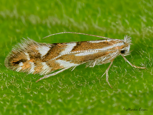  15.063  Phyllonorycter maestingella Copyright Martin Evans 