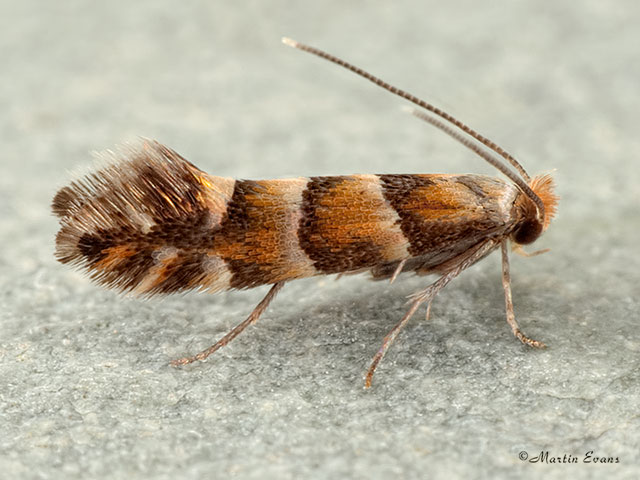  15.082 Phyllonorycter klemannella Copyright Martin Evans 