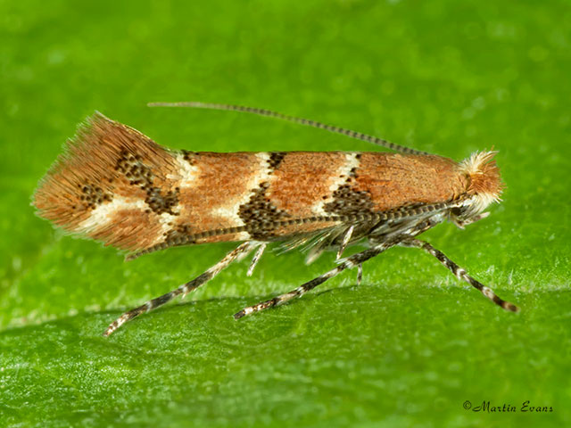  15.083 Phyllonorycter trifasciella Copyright Martin Evans 