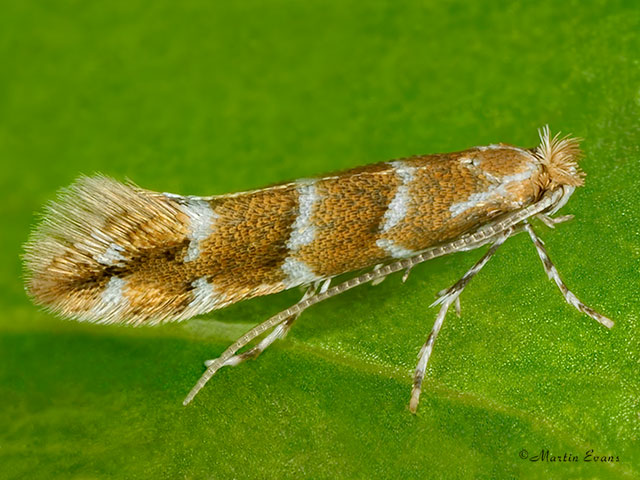  15.089 Cameraria ohridella Horse Chestnut Leaf Miner Copyright Martin Evans 