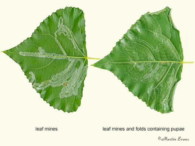  15.092 Phyllocnistis unipunctella leaf mines Copyright Martin Evans 