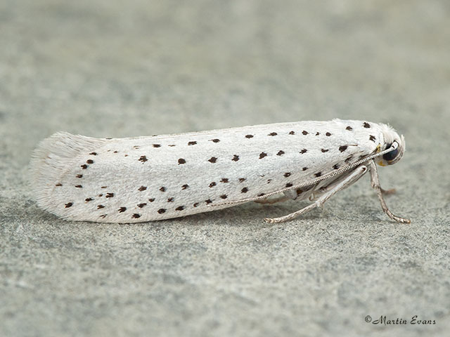  16.001 Yponomeuta evonymella Bird-cherry Ermine Copyright Martin Evans 