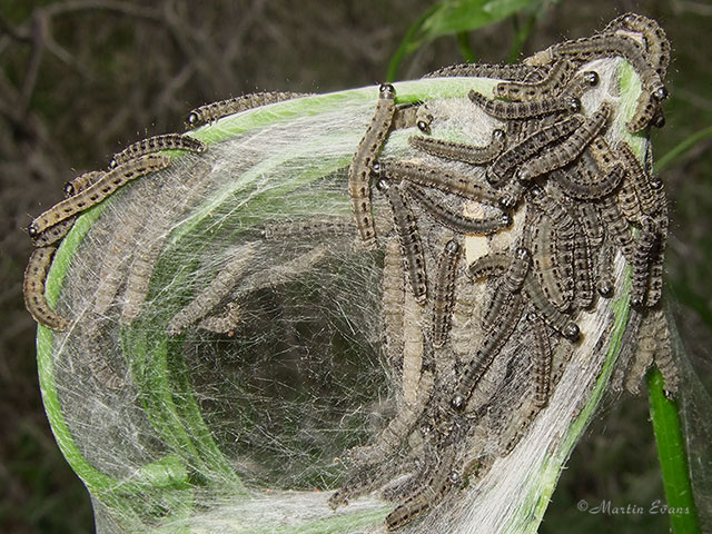  16.001 Yponomeuta evonymella Bird-cherry Ermine web Copyright Martin Evans 