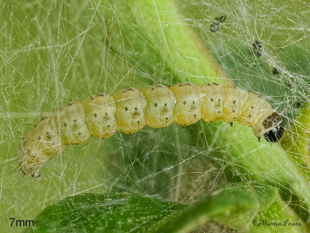  16.004 Yponomeuta cagnagella Spindle Ermine larva 7mm Copyright Martin Evans 