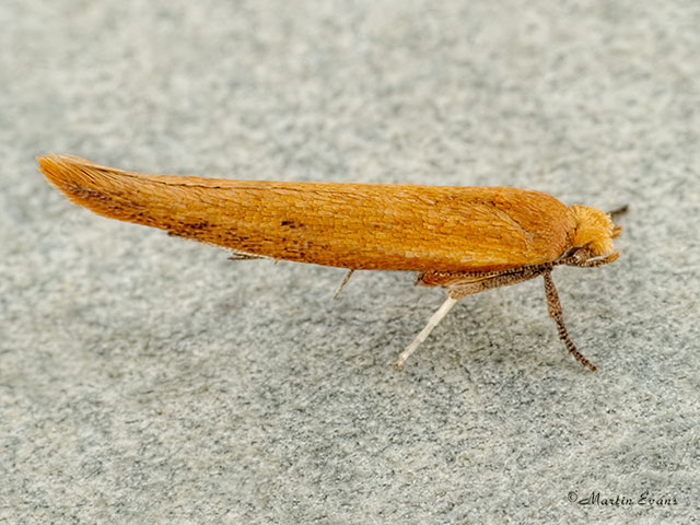  16.010 Zelleria hepariella typical resting pose Copyright Martin Evans 