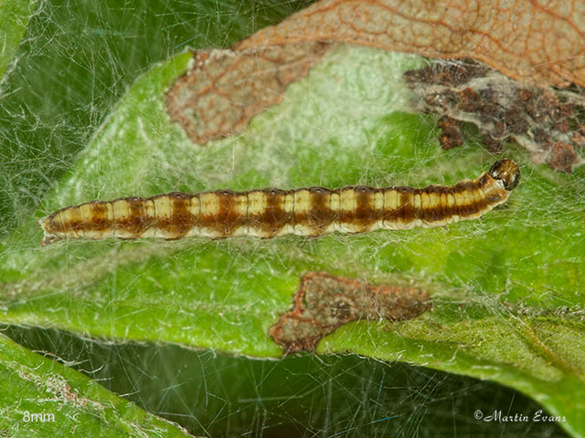  16.017 Swammerdamia pyrella larva 8mm Copyright Martin Evans 