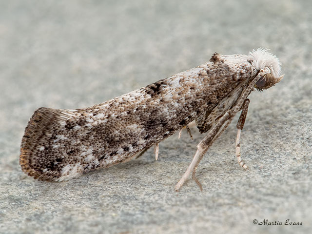  16.019 Paraswammerdamia albicapitella Copyright Martin Evans 