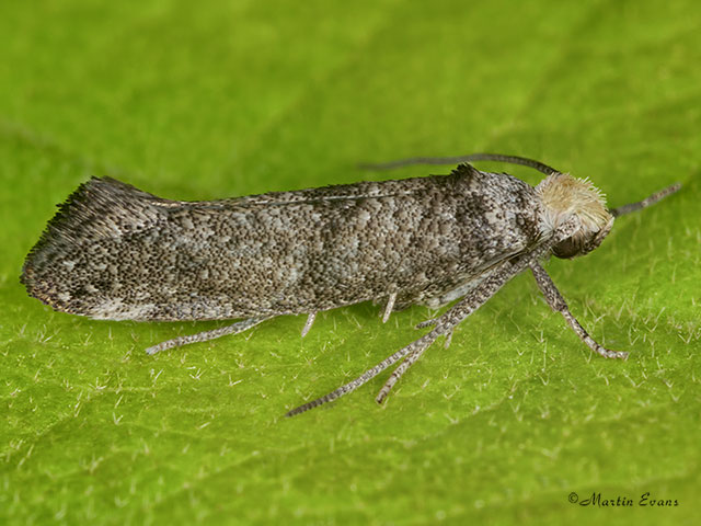  16.020 Paraswammerdamia nebulella Copyright Martin Evans 