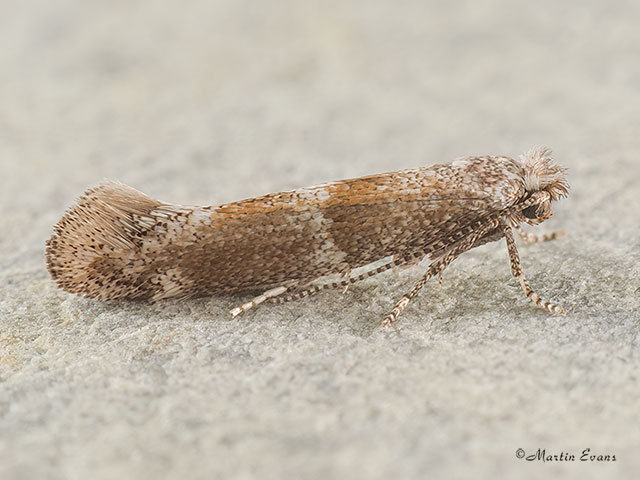  16.022 Cedestis subfasciella Copyright Martin Evans 