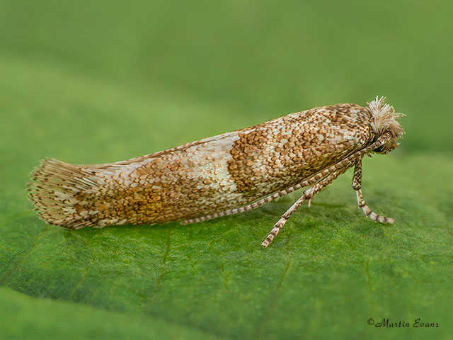  16.022 Cedestis subfasciella Copyright Martin Evans 