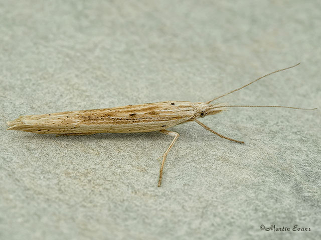  17.001 Ypsolopha mucronella Copyright Martin Evans 