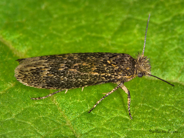  17.016 Ochsenheimeria vacculella Cereal Stem Moth Copyright Martin Evans 