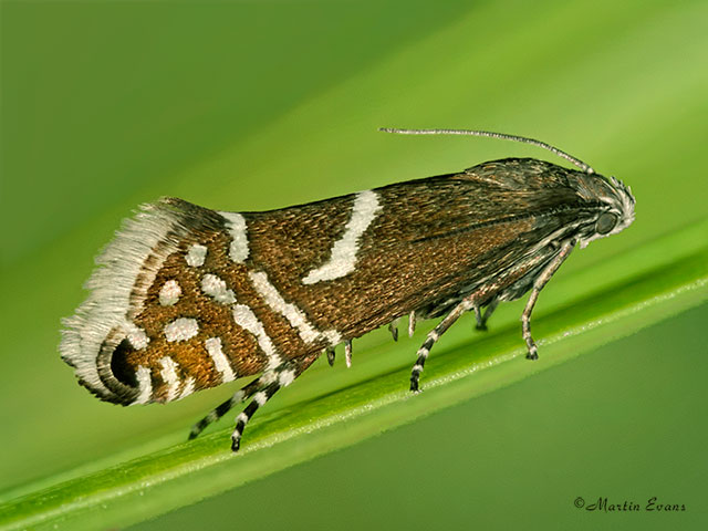  19.005 Glyphipterix haworthana Copyright Martin Evans 