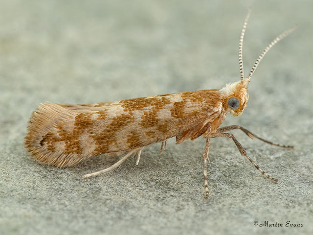  20.007 Argyresthia cupressella Copyright Martin Evans 