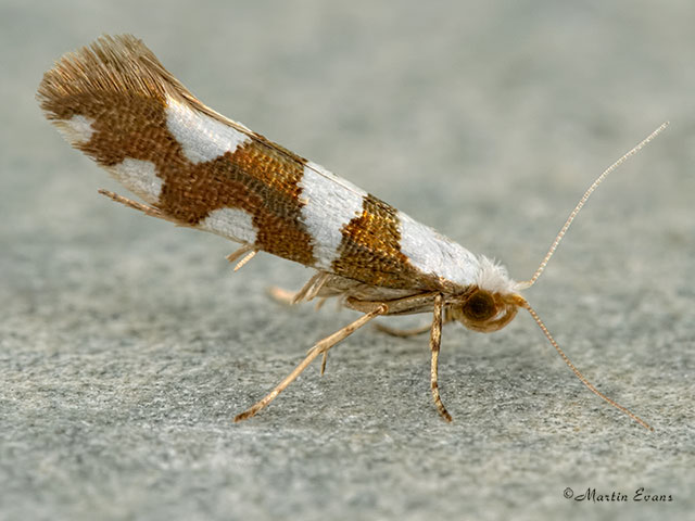  20.011 Argyresthia brockeella Copyright Martin Evans 