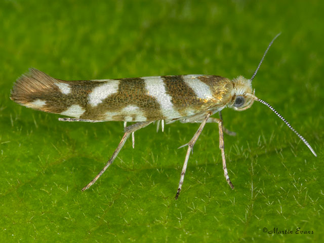  20.012 Argyresthia goedartella Copyright Martin Evans 