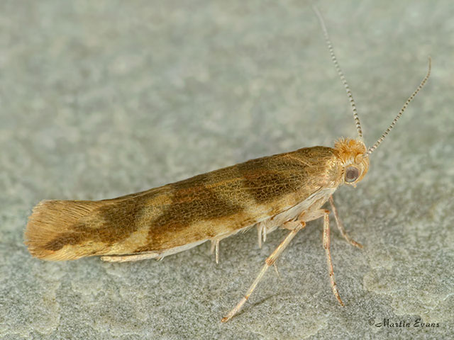  20.012 Argyresthia goedartella Copyright Martin Evans 