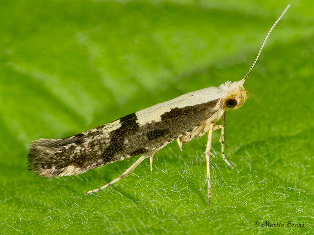  20.019 Argyresthia conjugella Apple Fruit Moth Copyright Martin Evans 