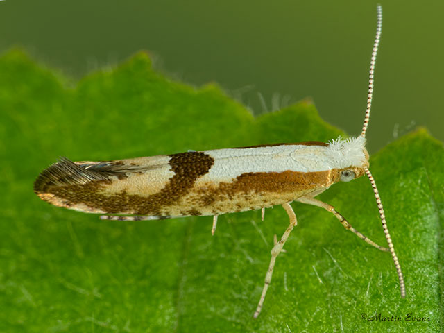  20.022 Argyresthia bonnetella Copyright Martin Evans 