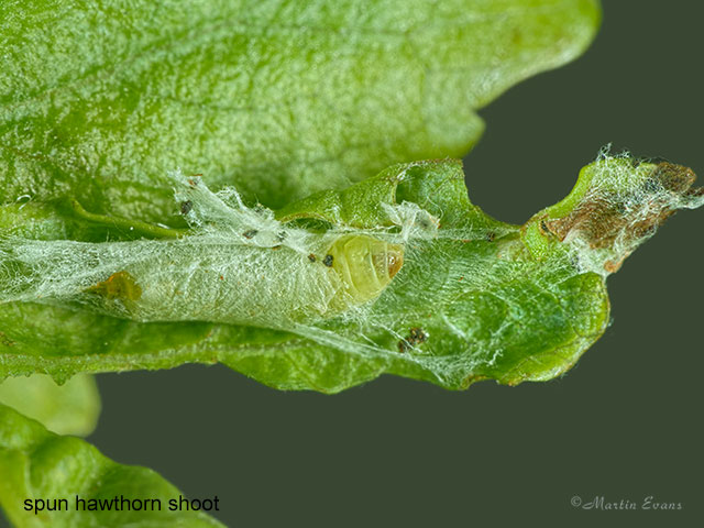  20.022 Argyresthia bonnetella spun Hawthorn shoot Copyright Martin Evans 