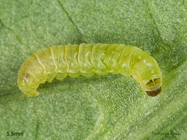  20.022 Argyresthia bonnetella larva 5.5mm Copyright Martin Evans 