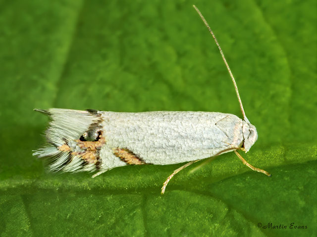  21.004 Leucoptera laburnella Copyright Martin Evans 