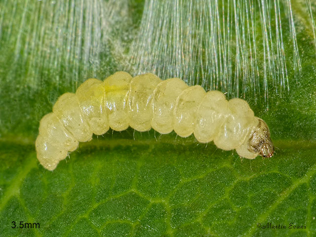  21.004 Leucoptera laburnella larva 3.5mm Copyright Martin Evans 