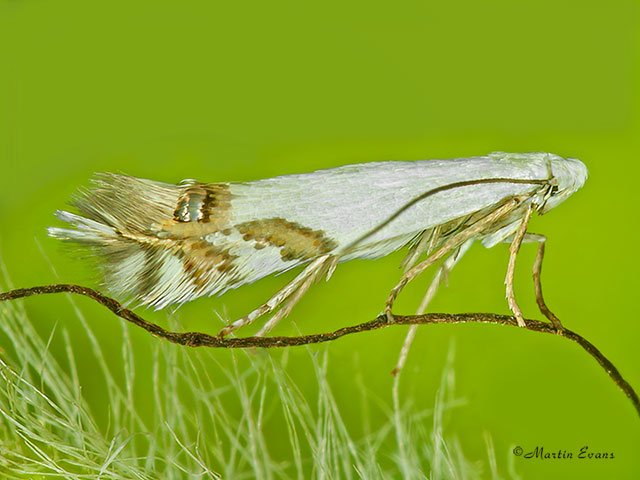  21.005 Leucoptera spartifoliella Copyright Martin Evans 