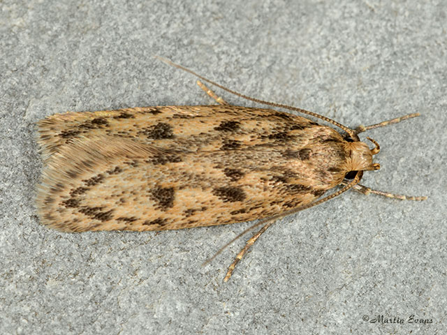  28.010 Hofmannophila pseudospretella Brown House Moth Copyright Martin Evans 