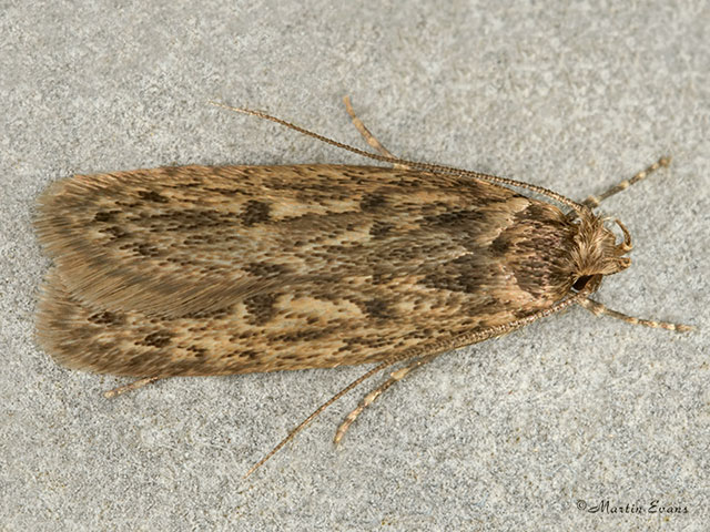  28.010 Hofmannophila pseudospretella Brown House Moth Copyright Martin Evans 