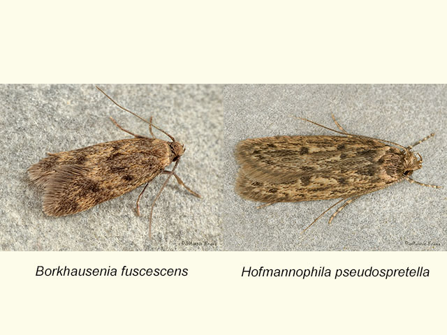  28.012 Borkhausenia fuscescens and Hofmannophila pseudospretella Copyright Martin Evans 