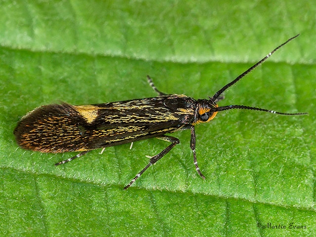  28.019 Esperia sulphurella Copyright Martin Evans 