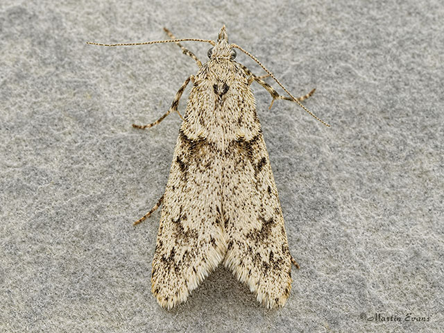  29.001 Diurnea fagella Copyright Martin Evans 