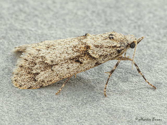  29.001 Diurnea fagella Copyright Martin Evans 