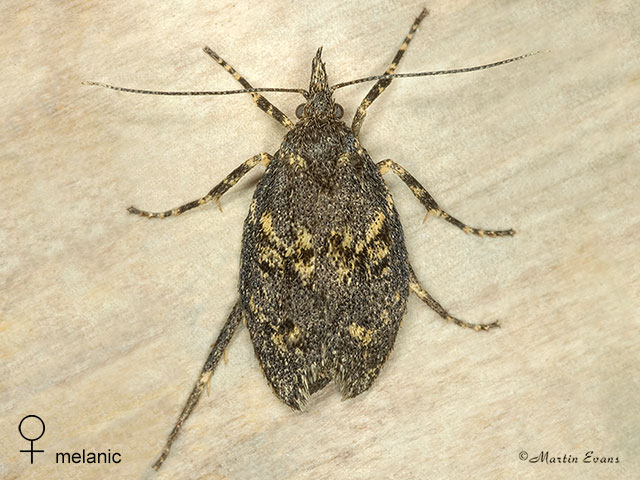  29.001 Diurnea fagella melanic female Copyright Martin Evans 