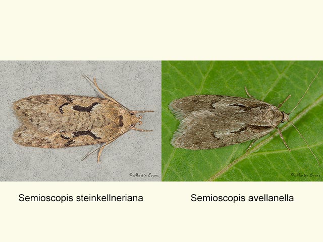  32.002 Semioscopis steinkellneriana and Semioscopis avellanella Copyright Martin Evans 