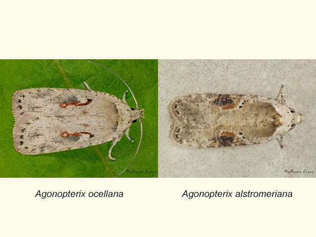  32.031 Agonopterix ocellana & Agonopterix alstromeriana Copyright Martin Evans 