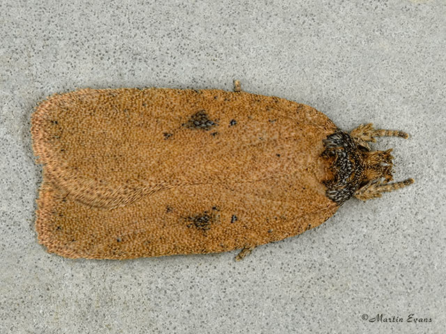  32.015 Agonopterix subpropinquella Copyright Martin Evans 