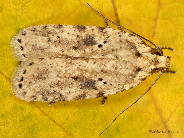  32.017 Agonopterix arenella Copyright Martin Evans 