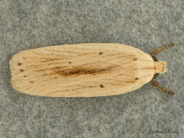  32.028 Agonopterix pallorella Copyright Martin Evans 