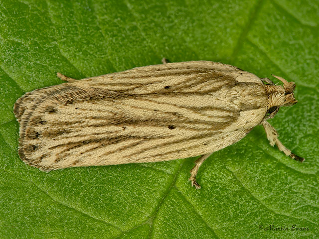  32.029 Agonopterix umbellana Copyright Martin Evans 