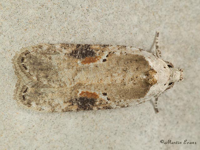  32.031 Agonopterix alstromeriana Copyright Martin Evans 