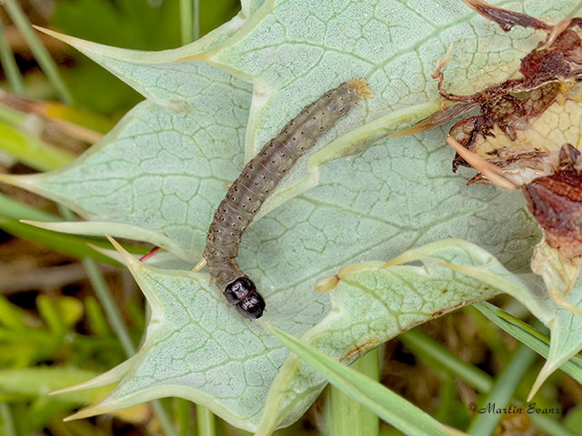  32.034 Agonopterix cnicella larva Copyright Martin Evans 