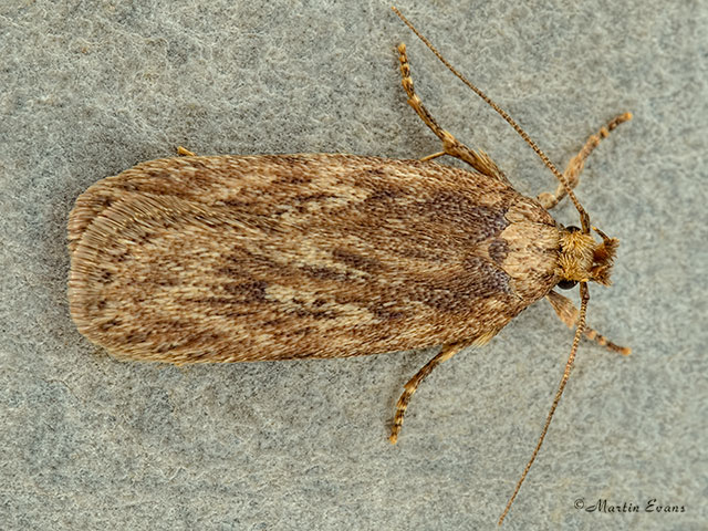  32.040 Depressaria ultimella Copyright Martin Evans 