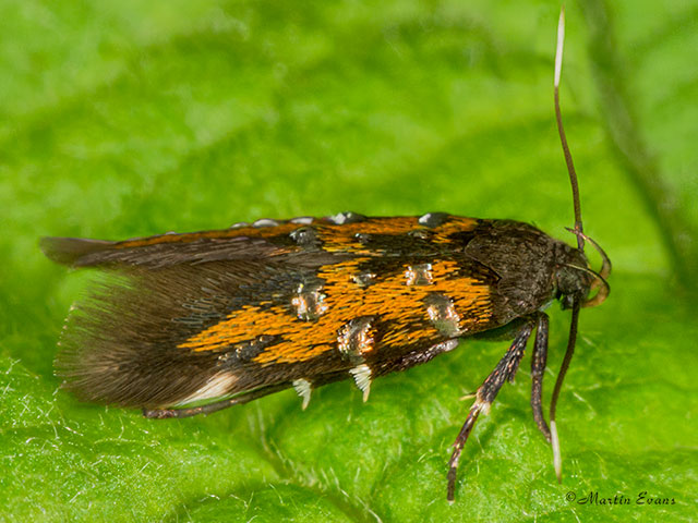  34.001 Pancalia leuwenhoekella Copyright Martin Evans 