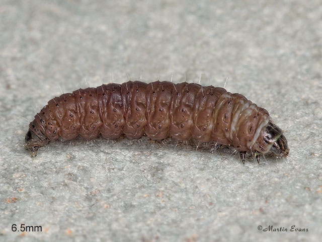  35.010 Aproaerema anthyllidella larva 6.5mm Copyright Martin Evans 
