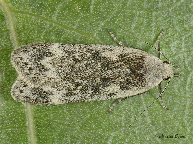  35.012 Anacampsis blattariella Copyright Martin Evans 