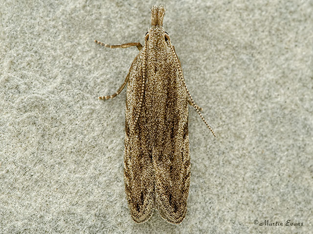  35.020 Anarsia spartiella Copyright Martin Evans 