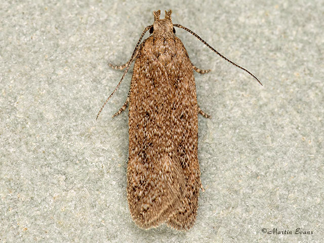  35.041 Bryotropha desertella Copyright Martin Evans 