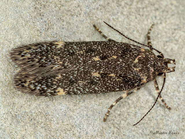  35.047 Bryotropha affinis Copyright Martin Evans 